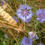 Detailaufnahme_Weizenfeld