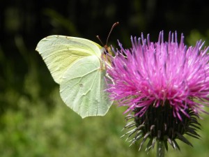 Papillon ML