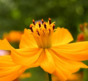Fleur2